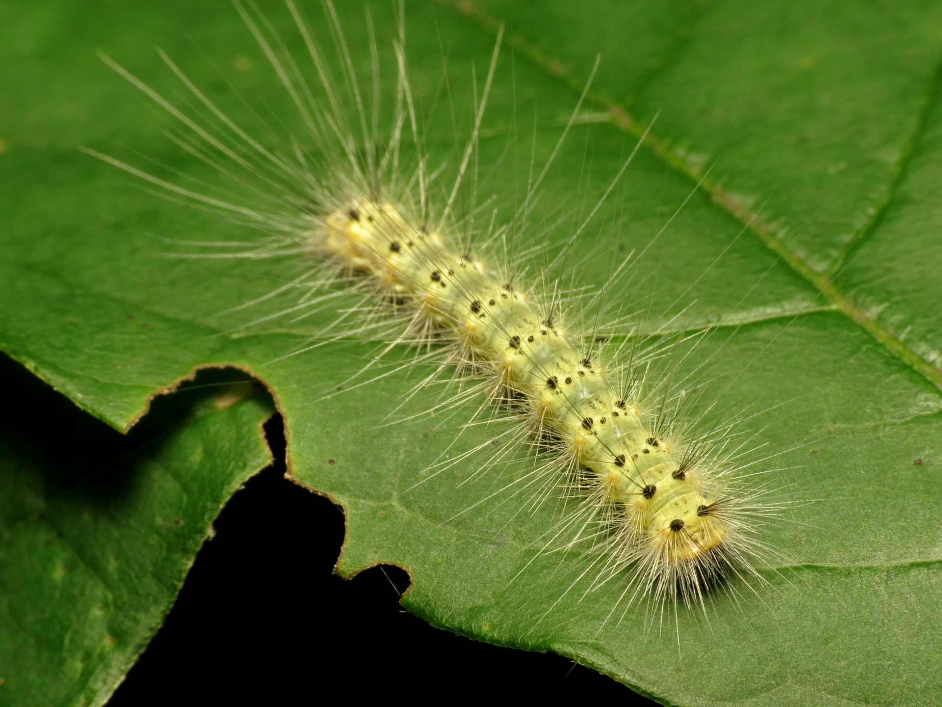 Web Spinning Caterpillars What Are They and How Do You Manage