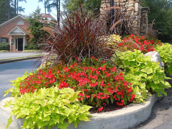 red ornamental grasses