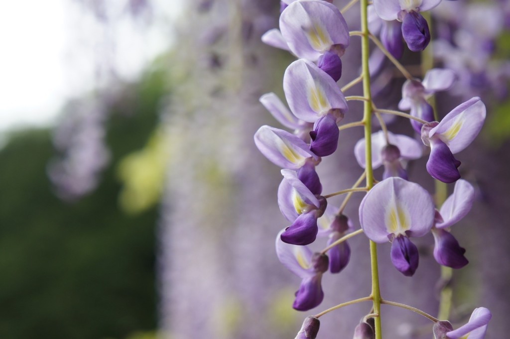 wisteria-1197936_1280