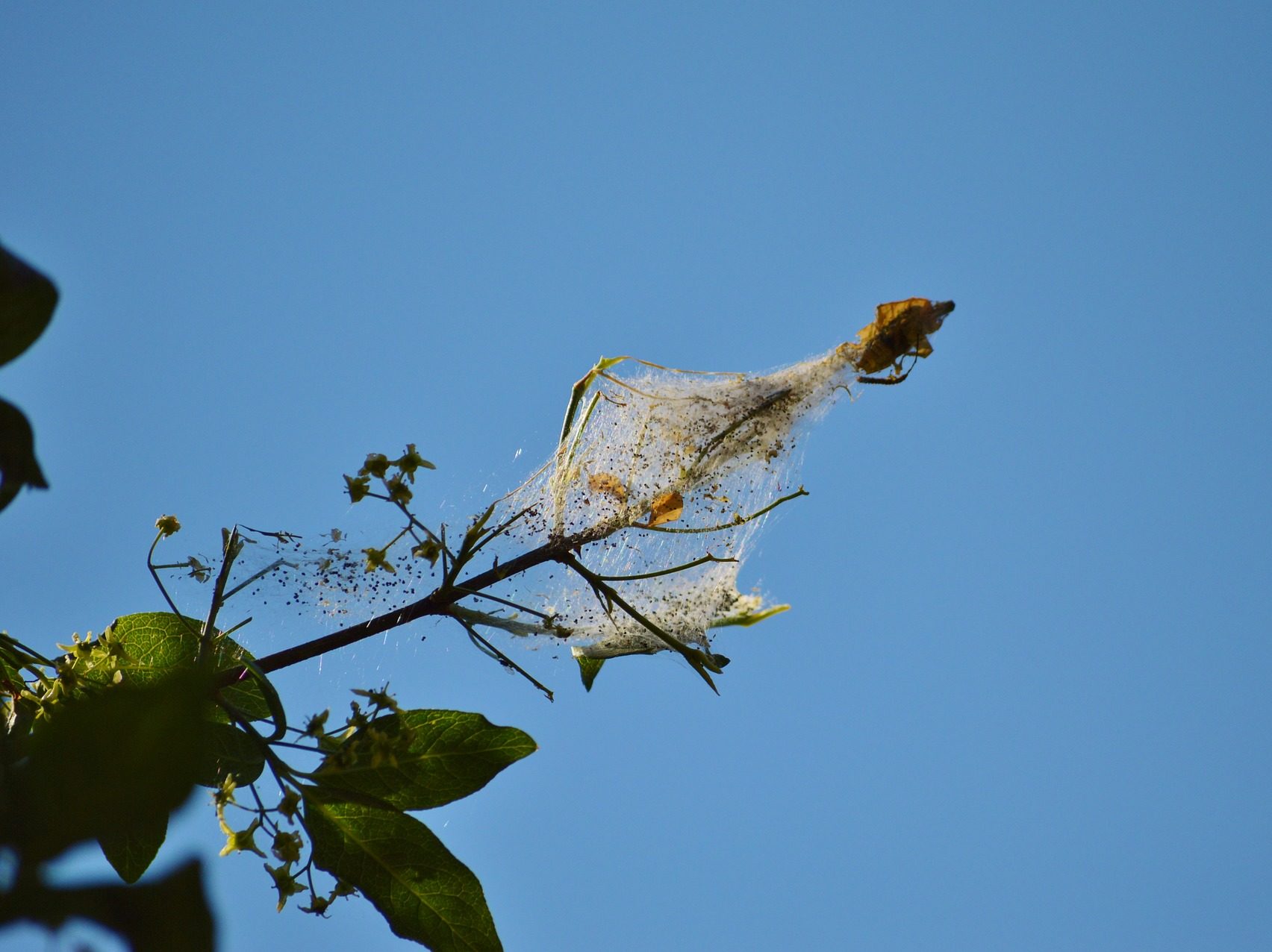 Spider webs infestation on tree. Need help!