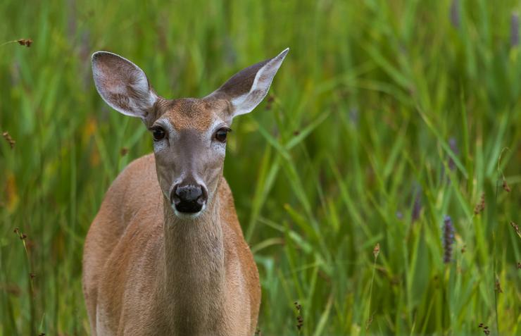 How To Keep Deer Away From Your Flowers Phoenix Landscape