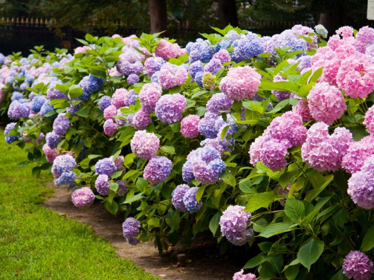 Image of Hydrangea bush in full bloom