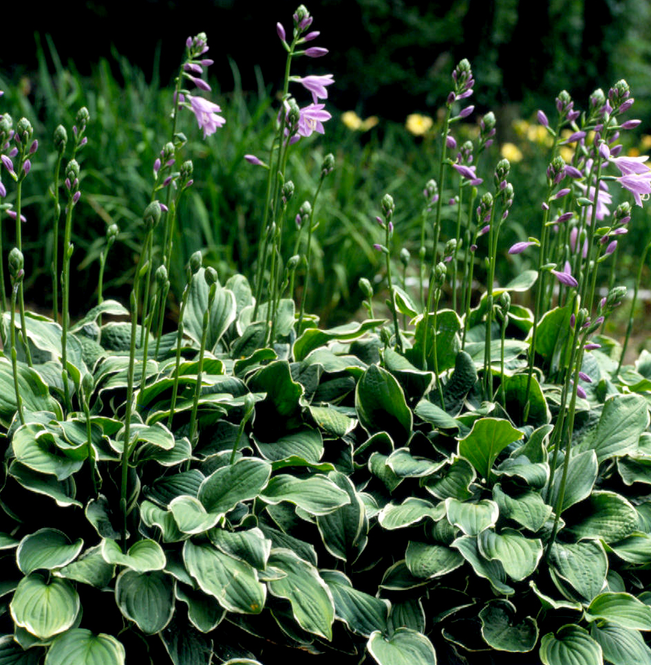 A Quick Guide to Hostas - Phoenix Landscape