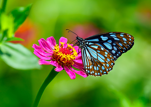 Flowers that deals attract butterflies