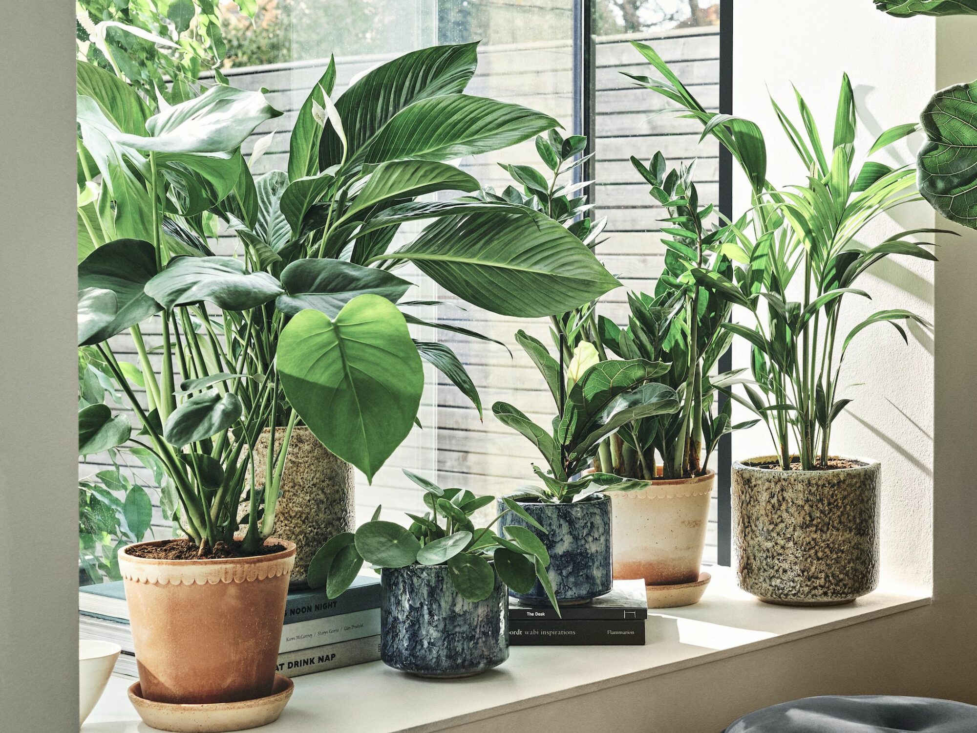 Hardy Indoor Plants Phoenix Landscape 